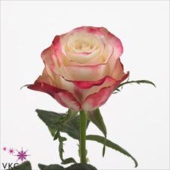 Advance Sweetness Roses - Wholesale Flowers