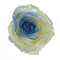 Avalanche Bling Bling Blue Rose