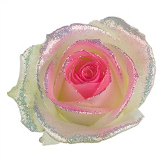 Avalanche Bling Bling Pink Rose