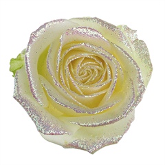 Avalanche Bling Bling White Rose