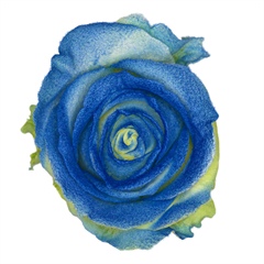 Avalanche Marshmallow Blue Rose