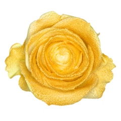 Avalanche Marshmallow Gold Rose