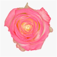 Avalanche Marshmallow Pink Rose