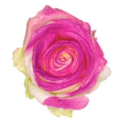Avalanche Marshmallow Purple Rose