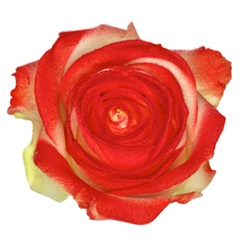 Avalanche Marshmallow Red Rose