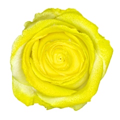 Avalanche Marshmallow Yellow Rose