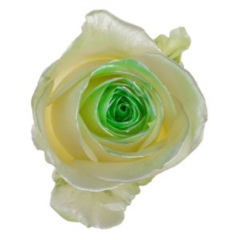 Avalanche Satin Look Green Rose