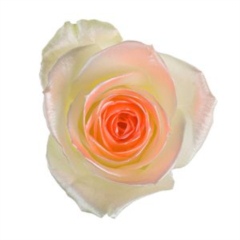 Avalanche Satin Look Orange Rose