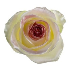 Avalanche Satin Look Red Rose