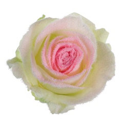 Avalanche Snowy Mountain Pink Rose