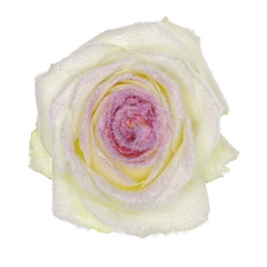 Avalanche Snowy Mountain Purple Rose