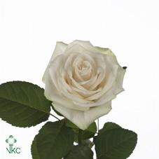 Carema Rose