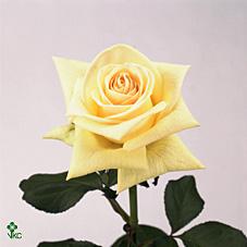 Cream Aroma Rose