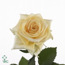 Creme de la Creme Rose