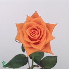 Flintstone Rose