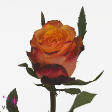 Granada Rose