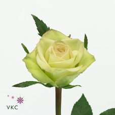 Green Fashion Rose