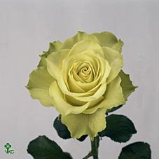 Green Planet Rose