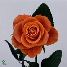 indian femma rose