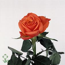 kalahari rose