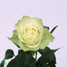 Kilimanjaro Rose