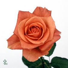 orange flame rose