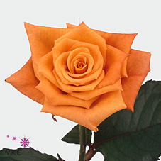 orange unique rose