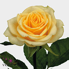 Prophyta Cream Rose