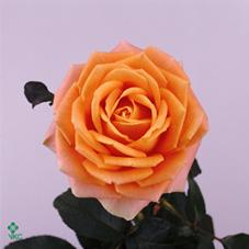 solette rose