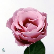 Sterling Silver Rose