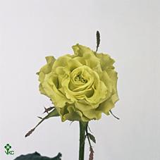 Supergreen Rose