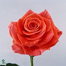 yaffa rose