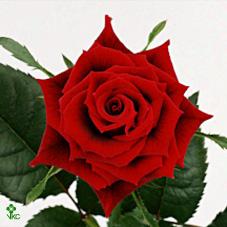amore rose