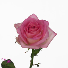 avalanche sorbet rose