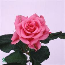 ballet rose