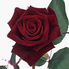 black baccara rose