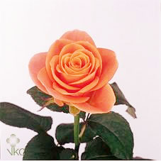 bonanza rose