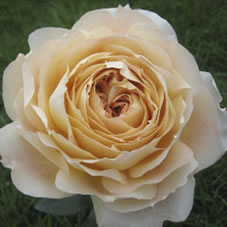 caramel antike rose