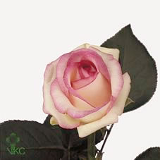 dolce vita rose