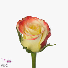 double delight rose