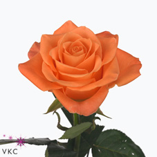 dutch flame rose