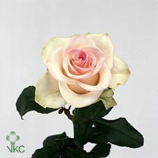 fedora rose