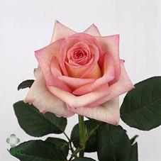 glossy rose