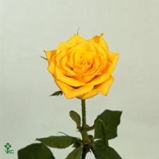 golden times rose