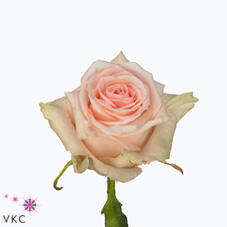 lovely dolomiti rose