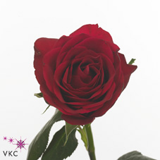 malindi rose