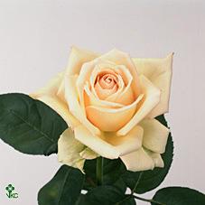 maureen rose