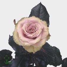 old dutch rose