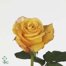 orange juice rose