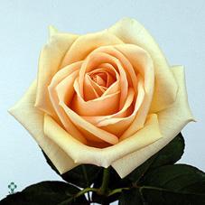 osiana rose